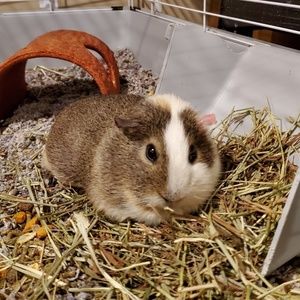 Meet your Posher, Allison